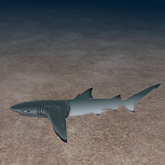 Small Shark | Kitely